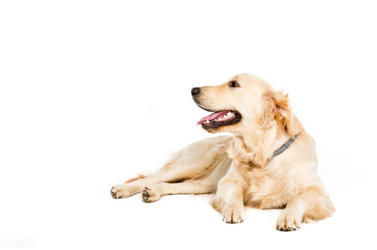 狗的平均寿命（狗一般寿命多长？）