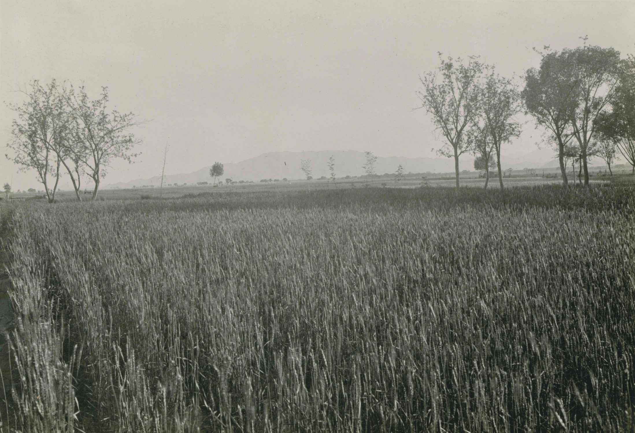 石家庄老照片（1909年张柏林在石家庄的老照片）-第8张图片