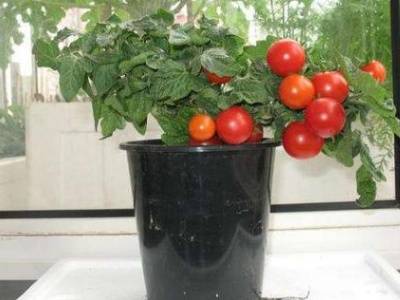盆栽西红柿（盆栽西红柿的种植方法）-第3张图片