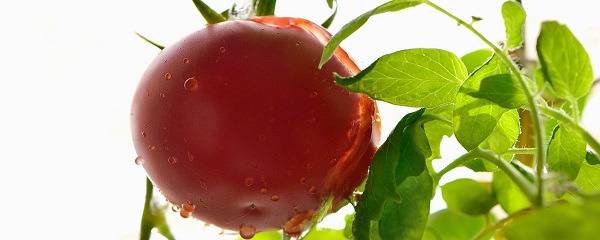 盆栽西红柿（盆栽西红柿的种植方法）-第1张图片