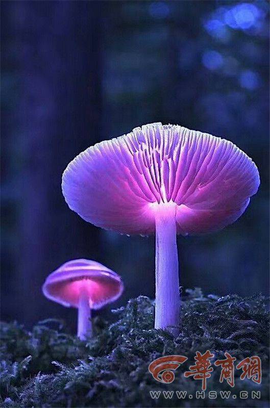 蘑菇是什么颜色(蘑菇的颜色是由什么决定的)