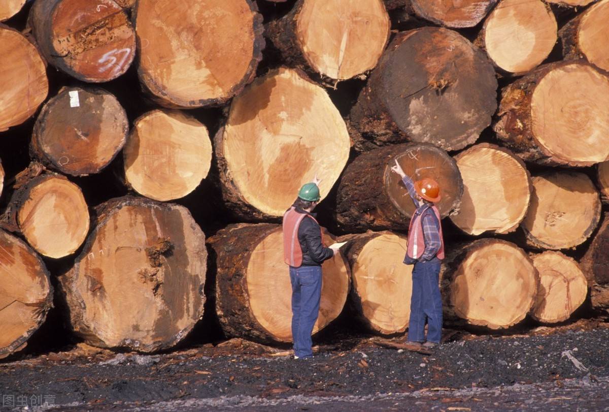 木材是什么(为什么木头是天然材料)