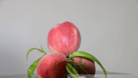 桃子属于什么种类的水果（桃子品种大全图片）-第3张图片
