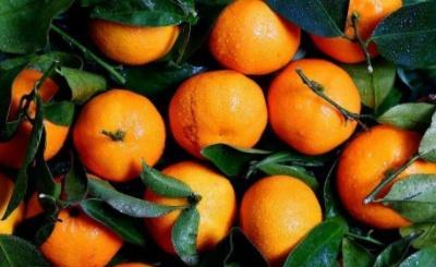 橙子几月份成熟（橙子是一年四季都有吗）-第2张图片