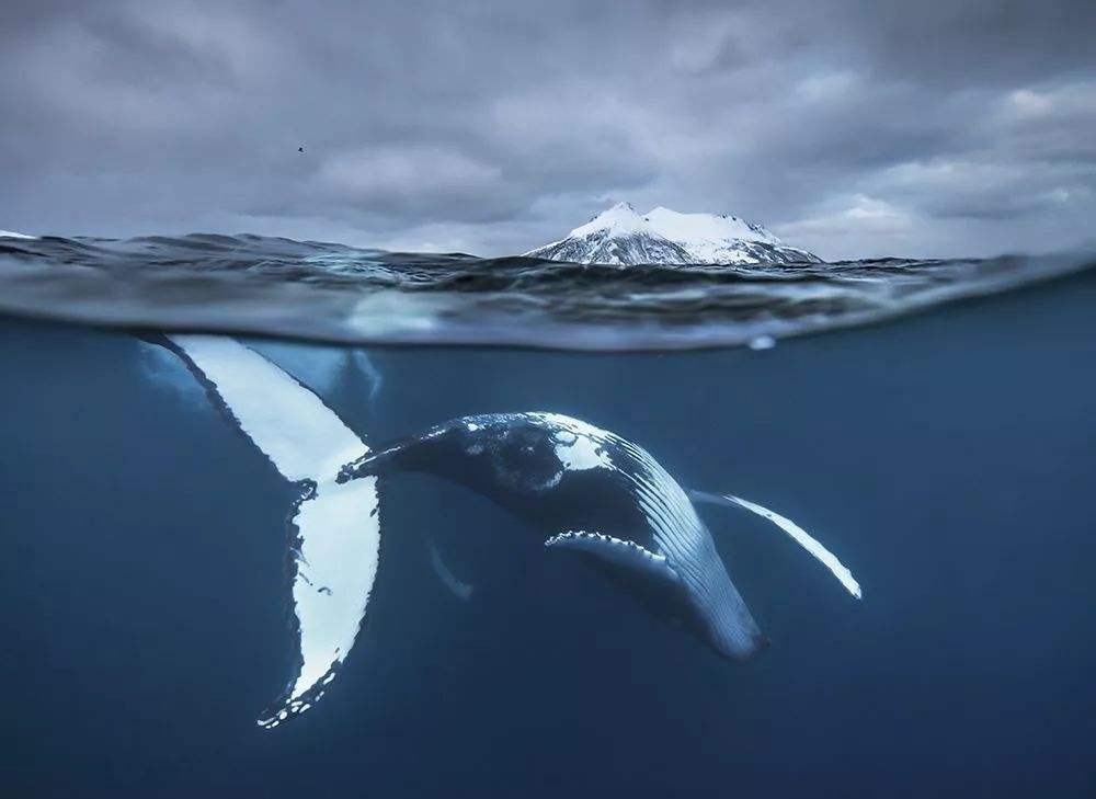 鲸落到底是什么？为什么人们总说“一鲸落，万物生”？