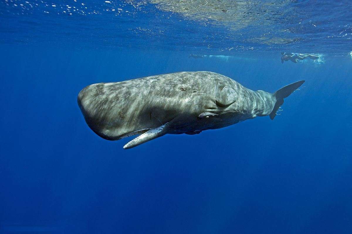 鲸落到底是什么？为什么人们总说“一鲸落，万物生”？-第15张图片