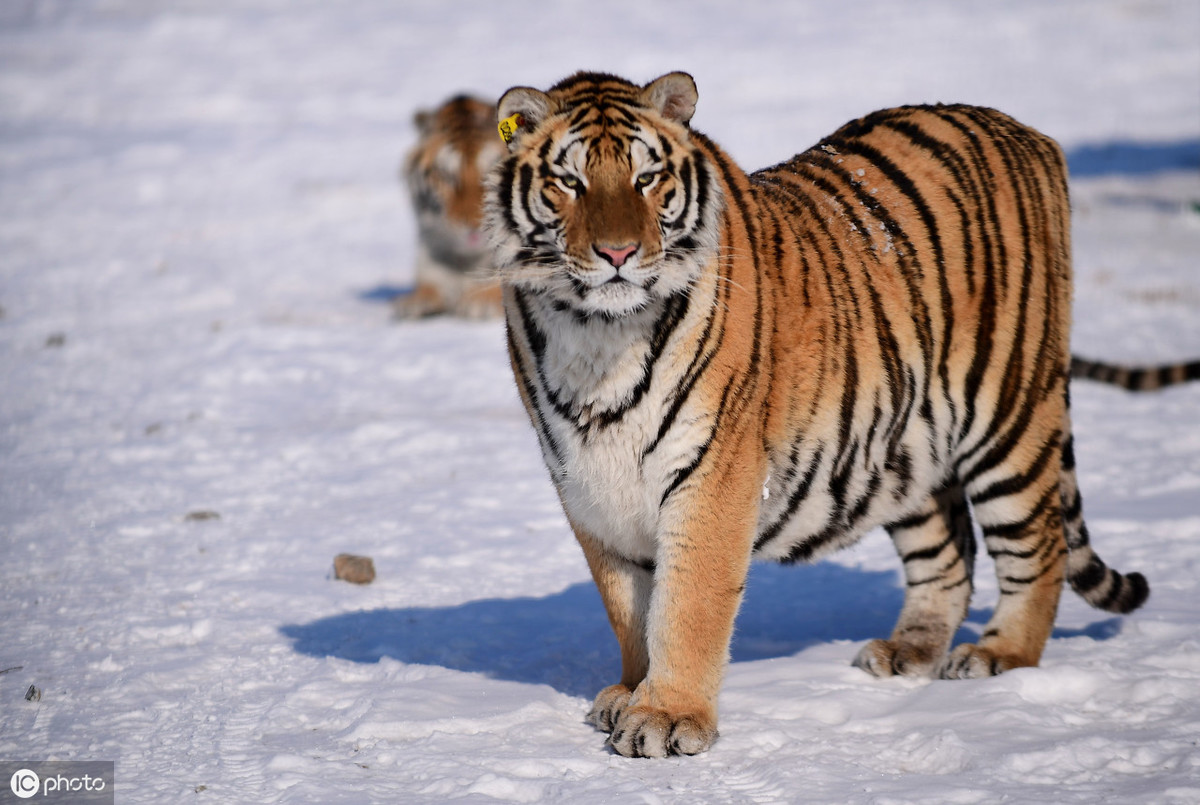 世界上最凶猛老虎排名，哪种老虎的实力最强？