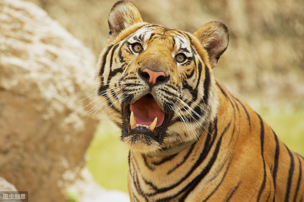 世界上最凶猛老虎排名，哪种老虎的实力最强？-第5张图片