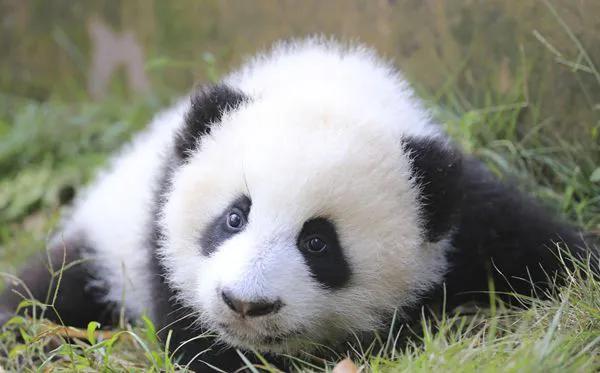 大熊猫的外貌特征怎么样？它有哪些生活特点呢？-第3张图片