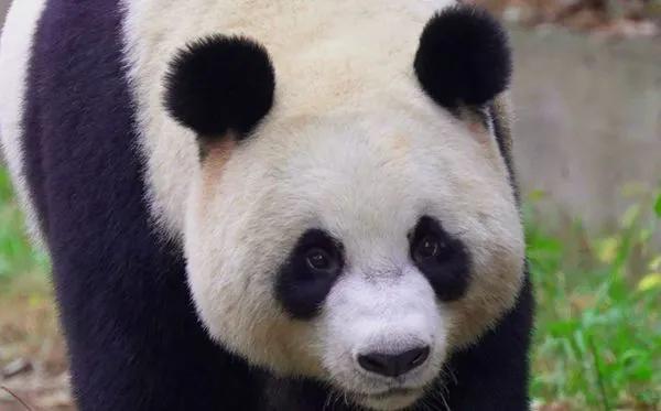 大熊猫的外貌特征怎么样？它有哪些生活特点呢？-第5张图片