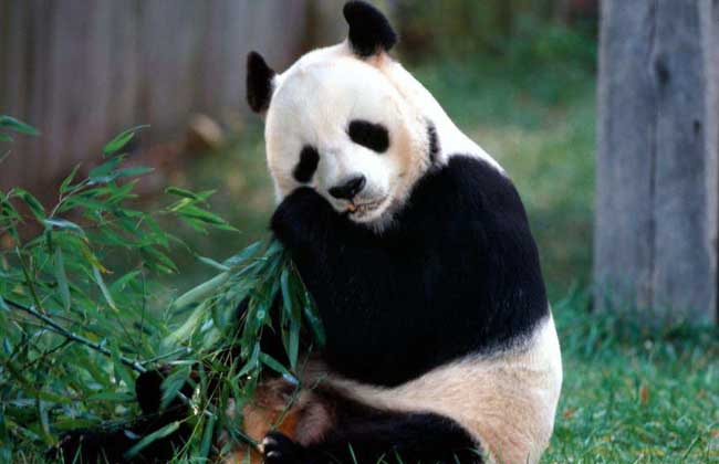 大熊猫的外貌特征怎么样？它有哪些生活特点呢？-第7张图片