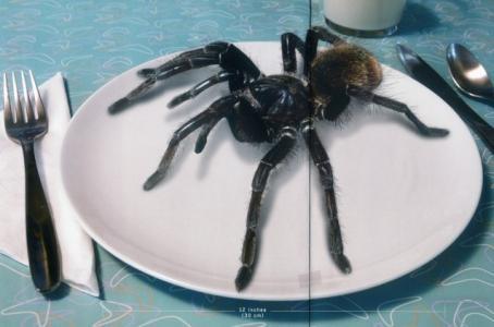 世界上最大的蜘蛛有多大，生活在什么地方？-第5张图片