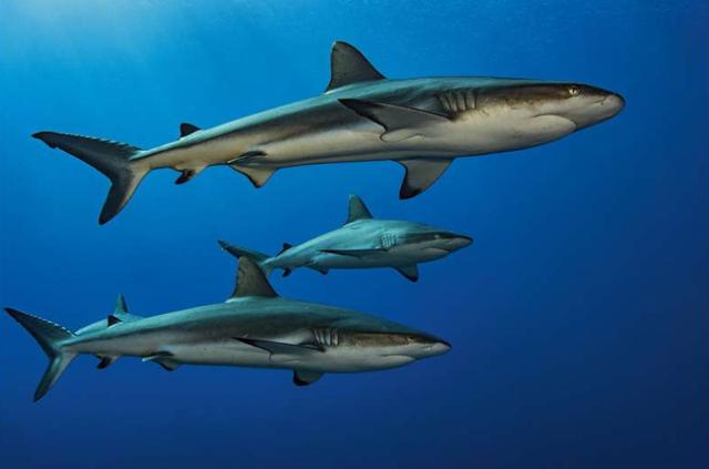 鲨鱼用什么呼吸，鲨鱼为什么可以逆流游动？