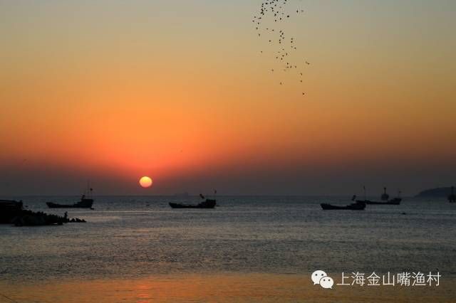 上海的海底世界都有哪（要看上海版海底总动员，就去这些地方）-第6张图片