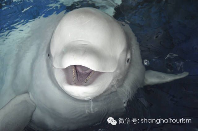 上海的海底世界都有哪（要看上海版海底总动员，就去这些地方）-第9张图片