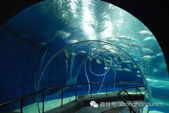 上海的海底世界都有哪（要看上海版海底总动员，就去这些地方）-第8张图片